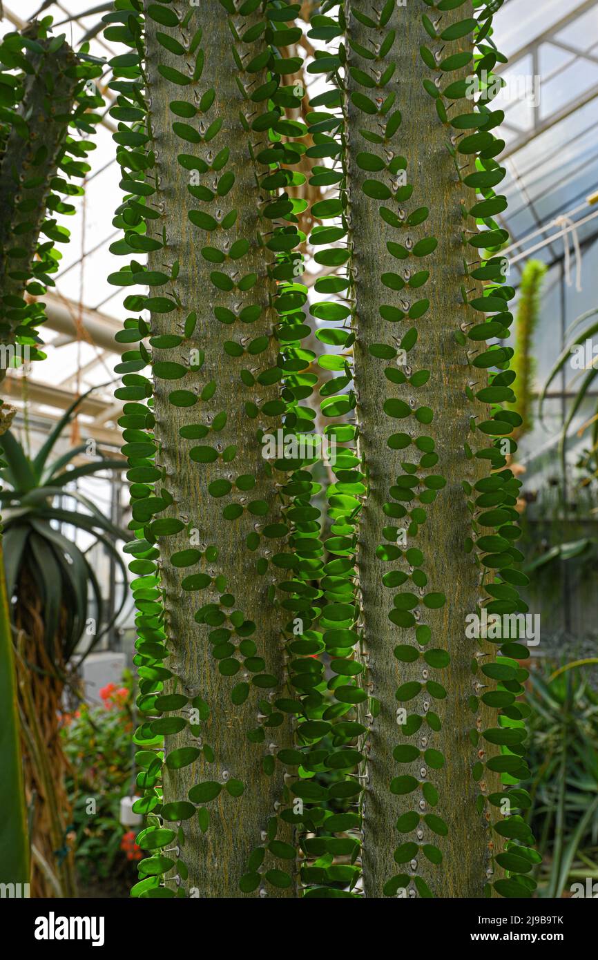 Close up of Alluaudia procera cactus. Botanical garden Heidelberg, Baden Wuerttemberg, Germany Stock Photo