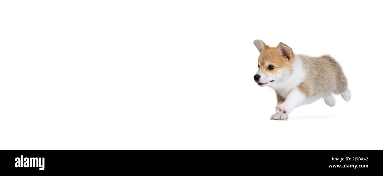 Happy cute puppy of Welsh corgi dog posing isolated on white studio ...