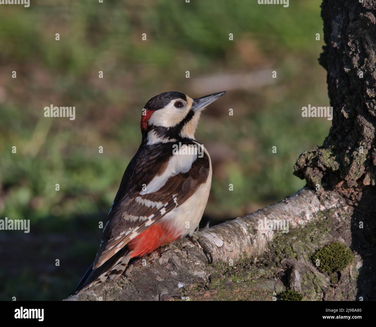 Male great spotted woodpecker perched on a tree root. Stock Photo