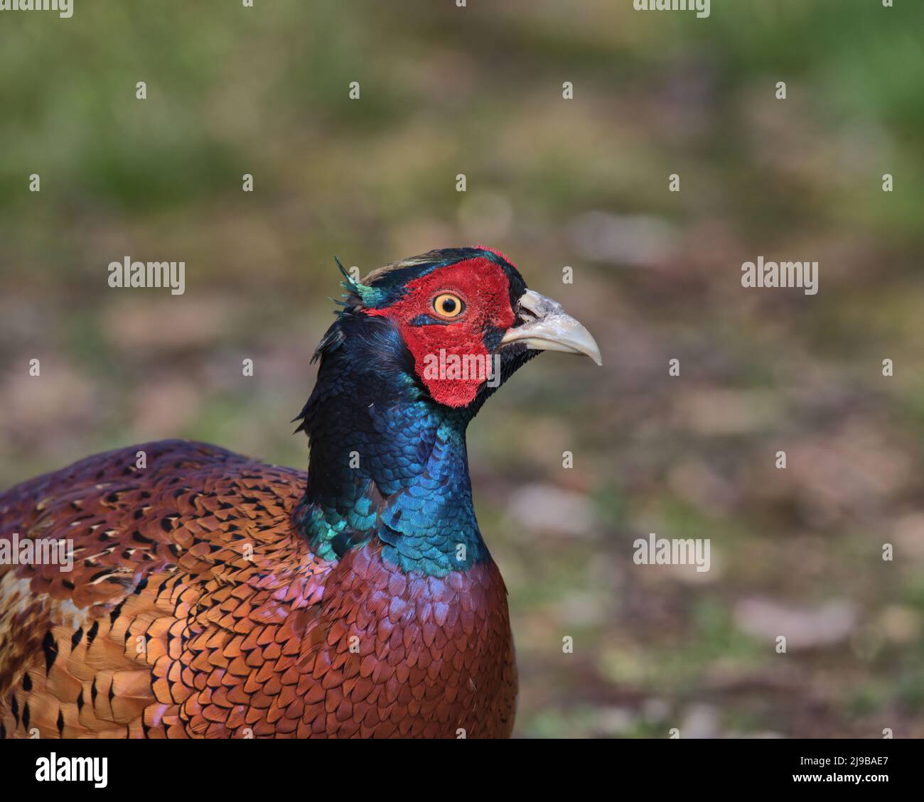 Common Pheasant serching for food on the woodland floor Stock Photo