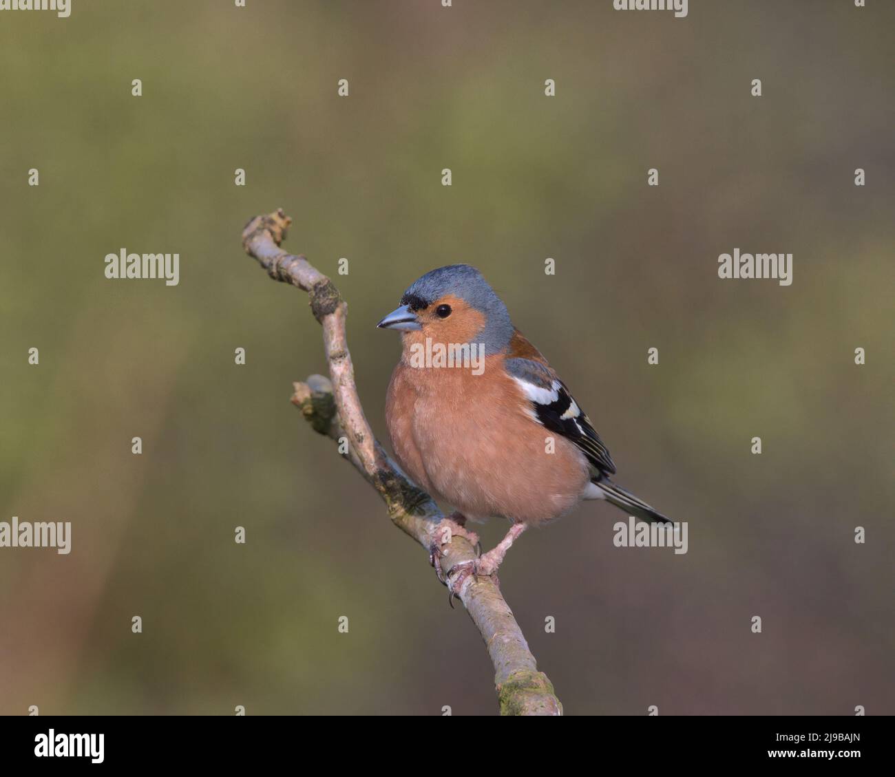Male Chaffinch perched on a branch. Stock Photo