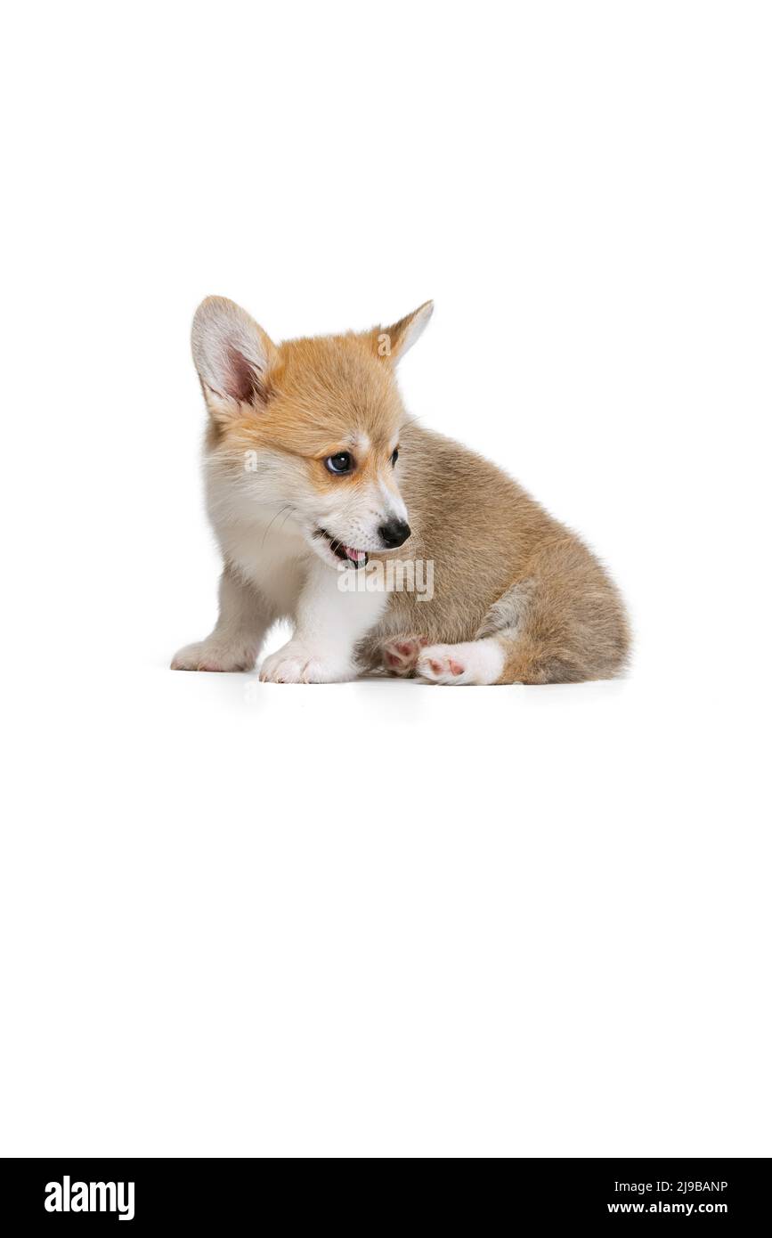 Cute puppy of Welsh corgi dog posing isolated on white studio ...