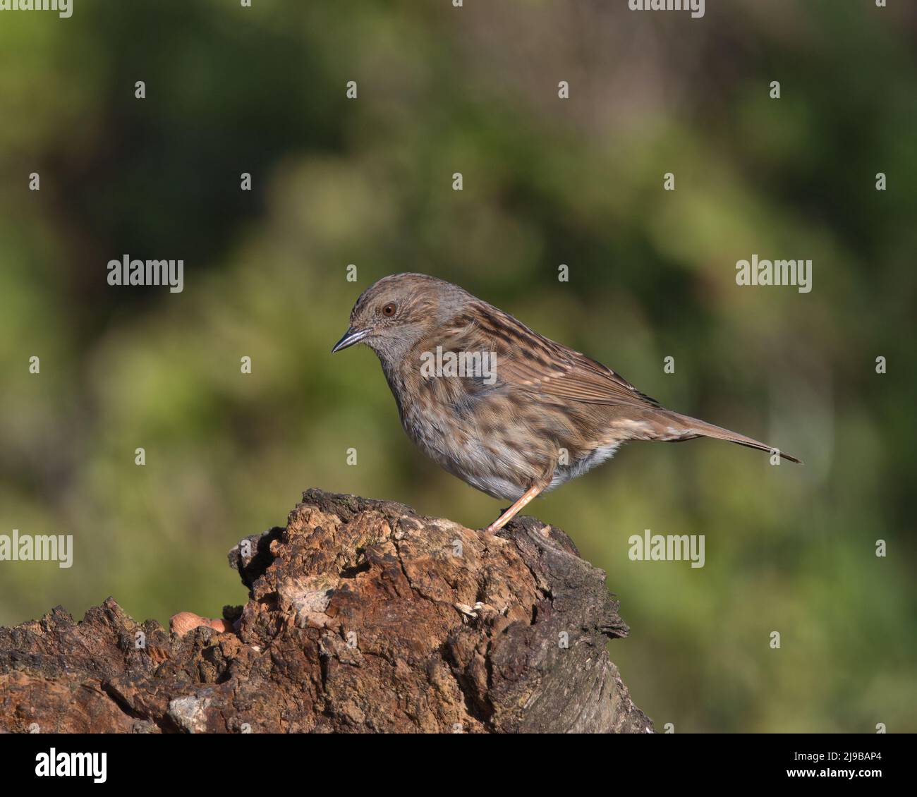 Dunnock aslo known as a hedge sparrow Stock Photo