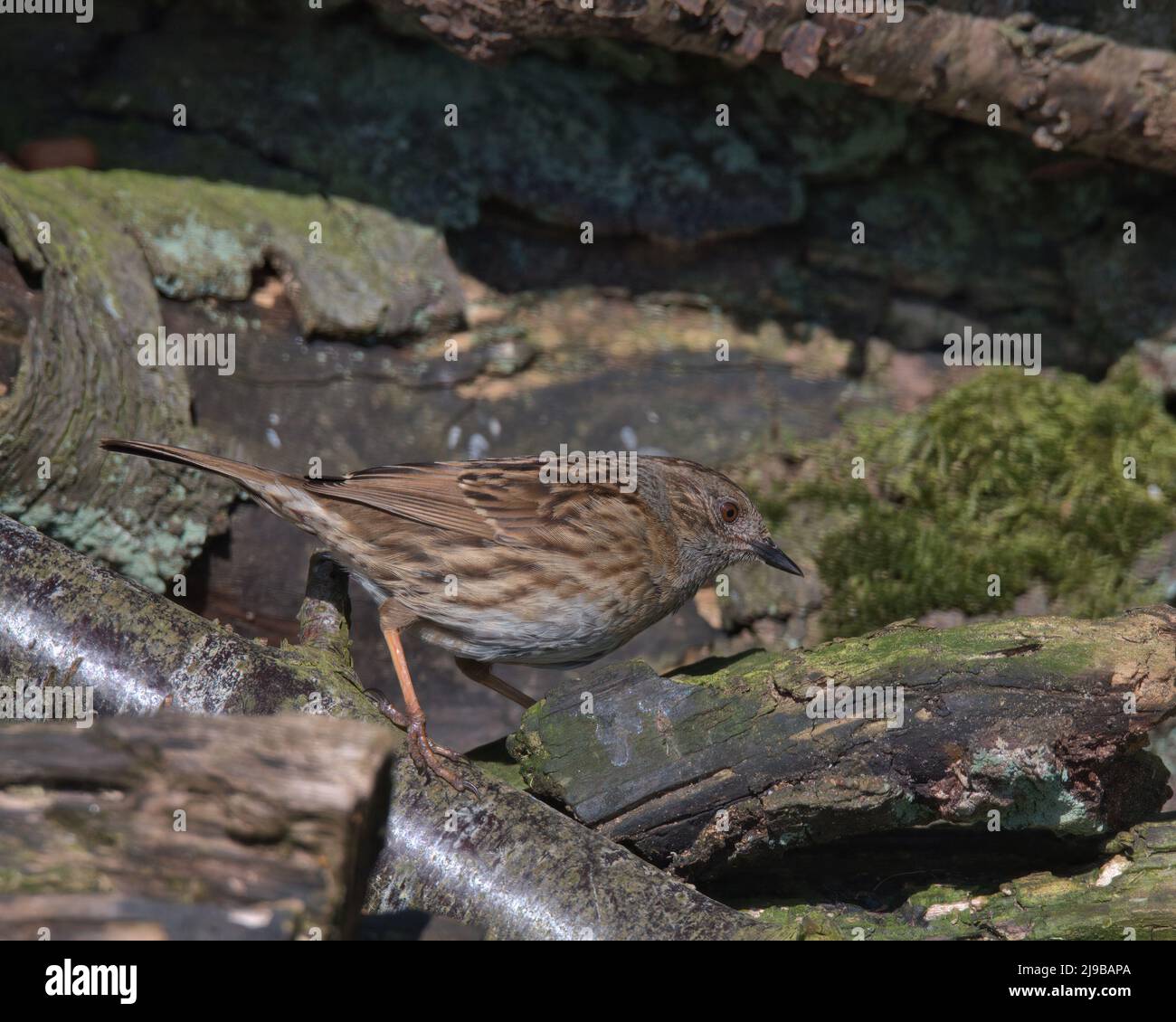 Dunnock aslo known as a hedge sparrow Stock Photo