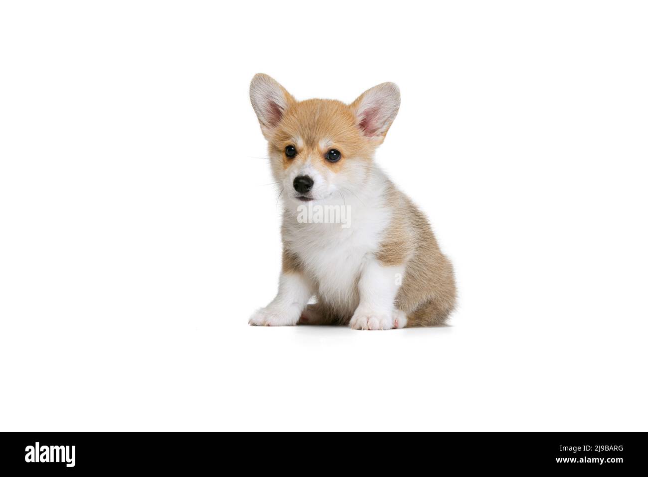 Happy sales corgi puppy