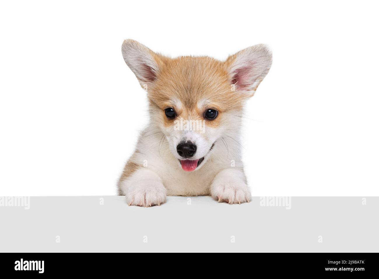 Studio shot of beautiful puppy of Welsh corgi dog isolated on white ...
