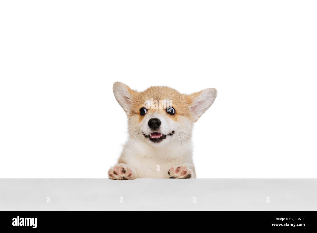 Studio shot of beautiful puppy of Welsh corgi dog isolated on white ...