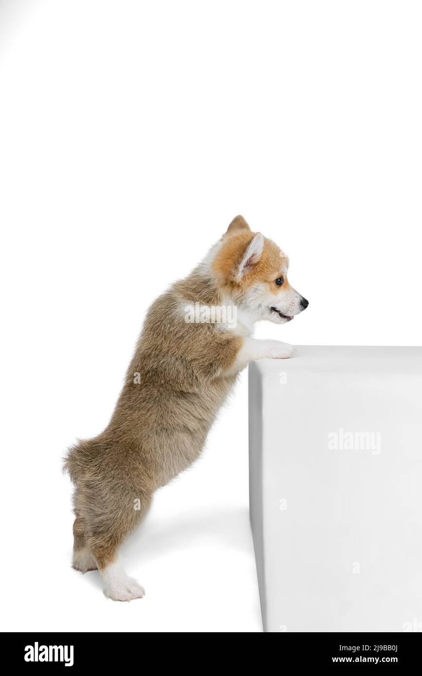 First training. Portrait of cute puppy of Welsh corgi dog posing ...