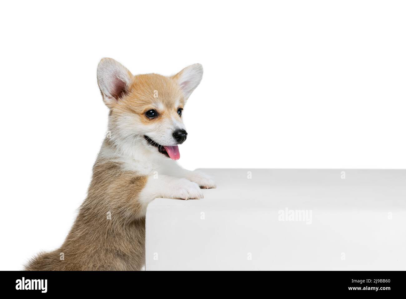 Happy cute puppy of Welsh corgi dog posing isolated on white studio ...