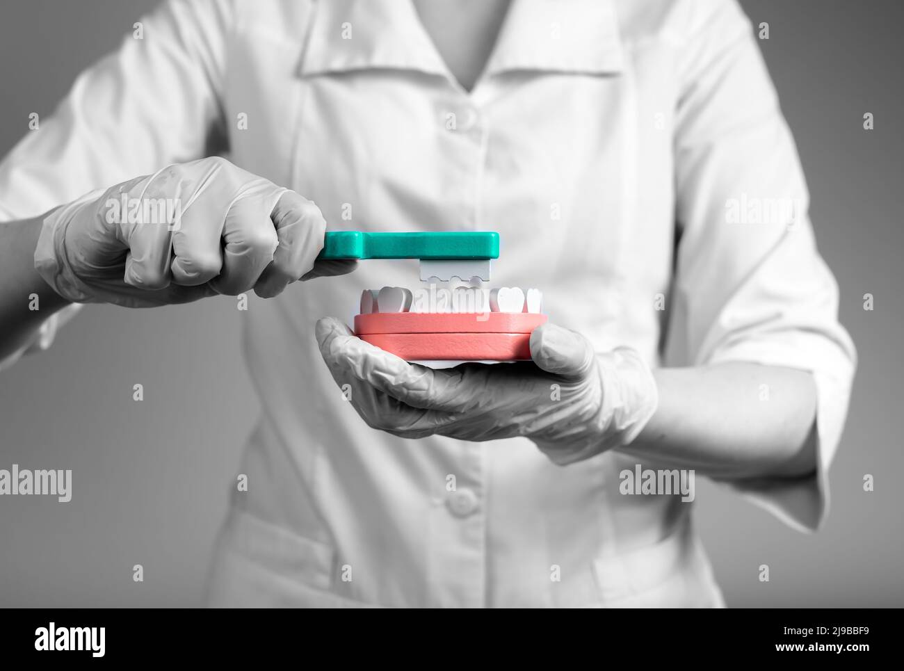 Dentist brushing teeth in jaw model. Doctor in lab coat and gloves
