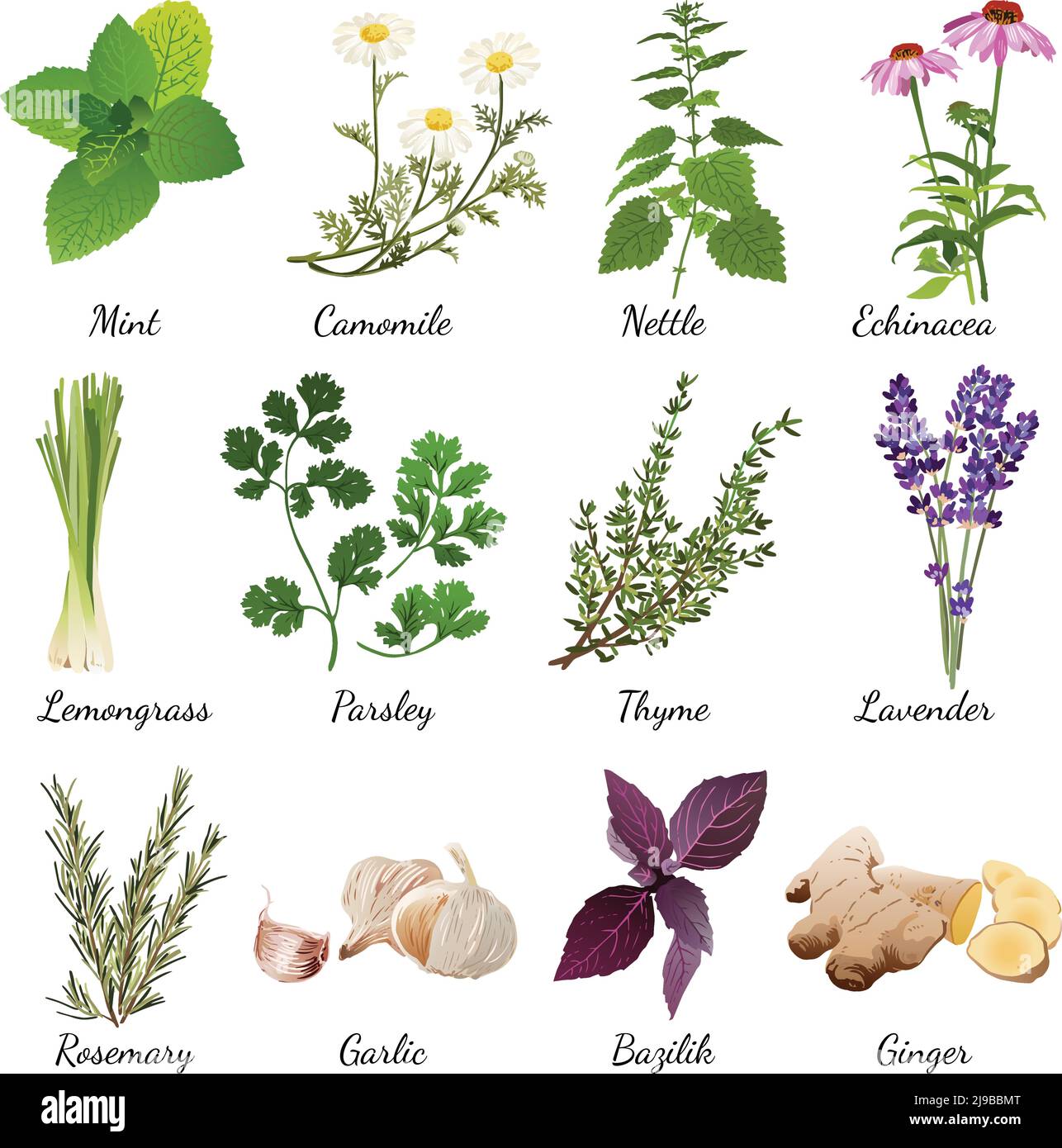 Set with organic herbs objects and wildflowers elements isolated vector ...