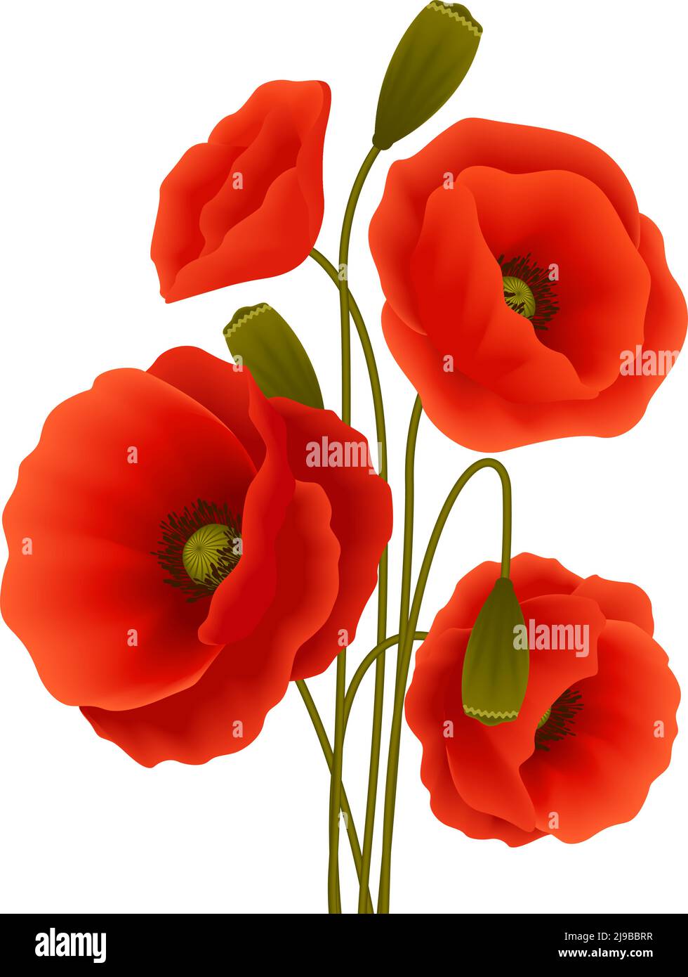 Bunch of red romantic blooming poppy flowers isolated vector ...
