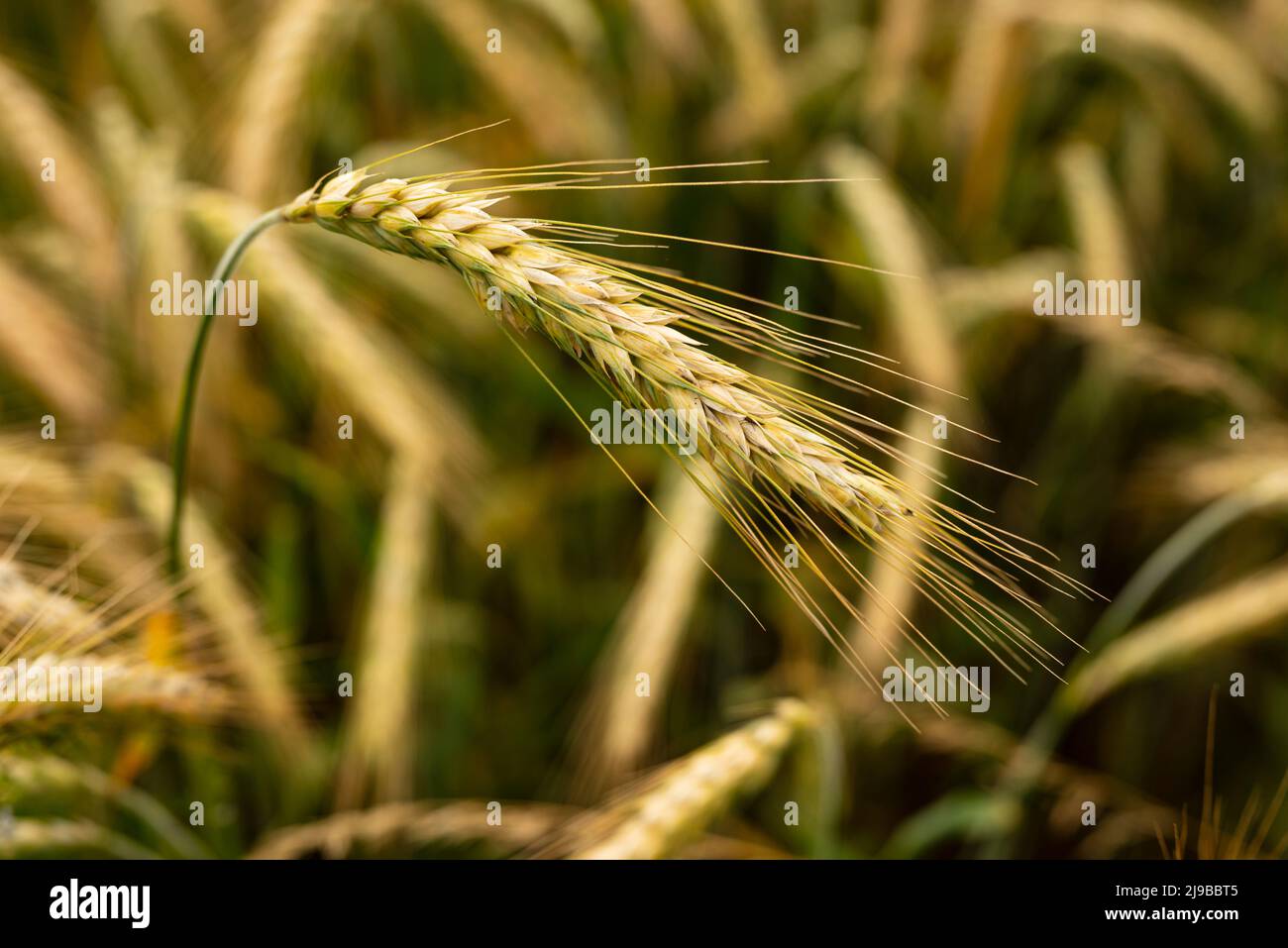 Close up of rye field with single ear in center. Rye (Secale cereale) is a common cereal from the sweet grass family (Poaceae) Stock Photo