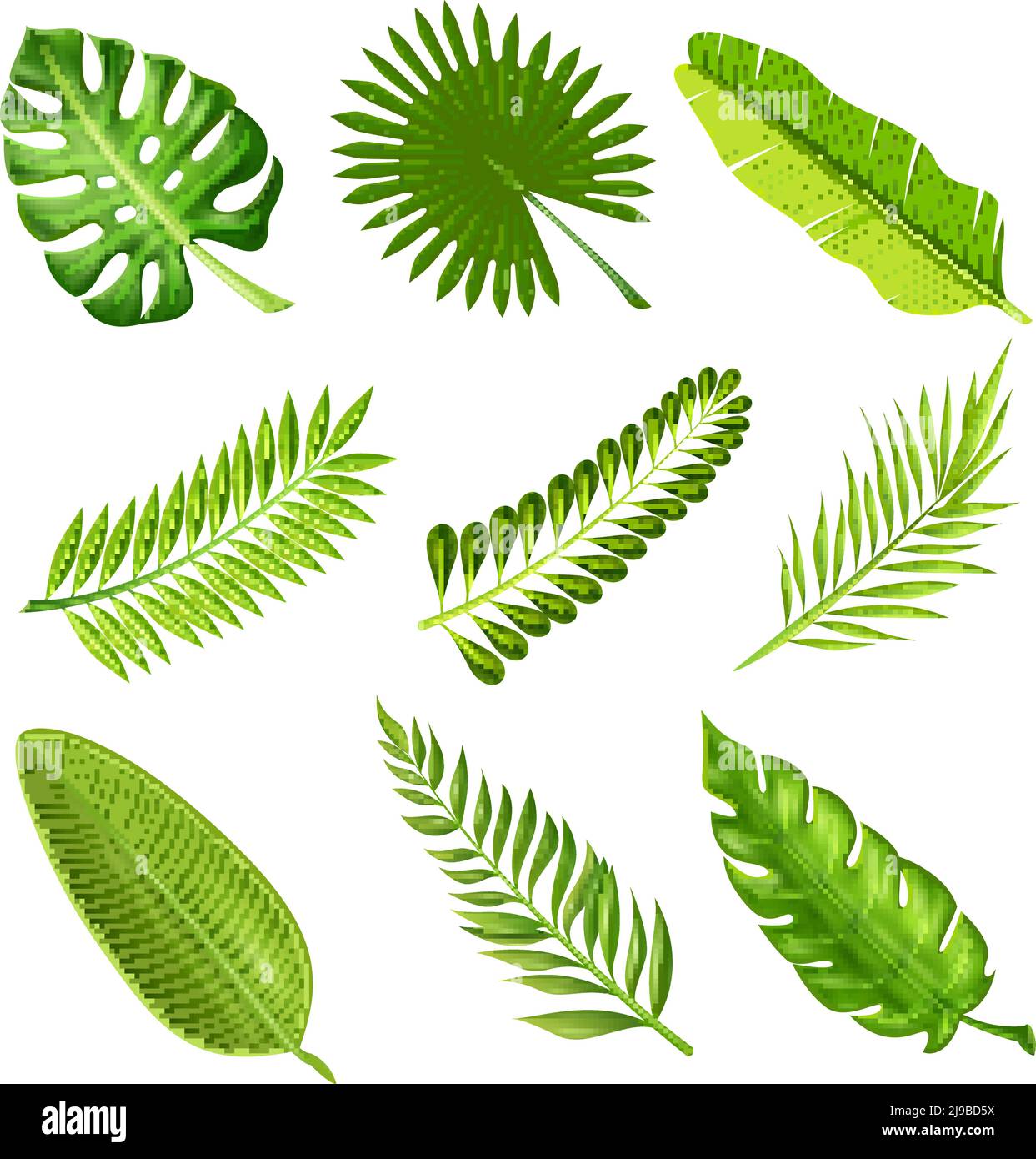Collection of green decorative elements in realistic style showing different shapes of tropical palm tree branches on white background isolated vector Stock Vector
