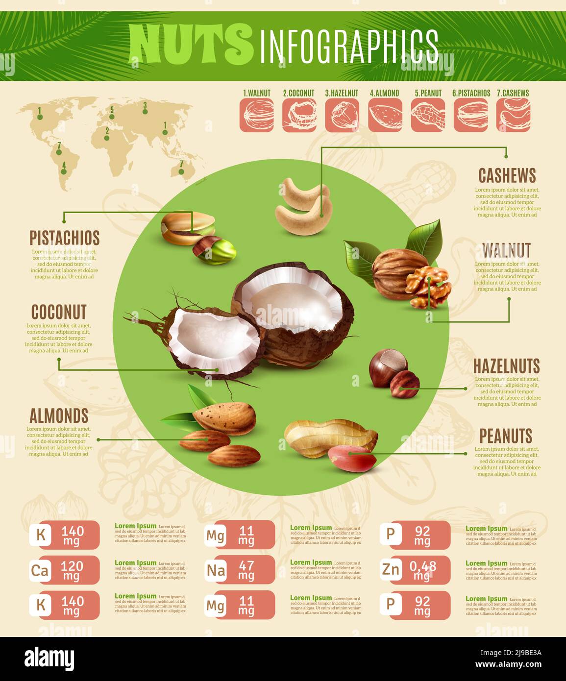 Nut Classifications Colorful realistic infographics presenting information about different ...