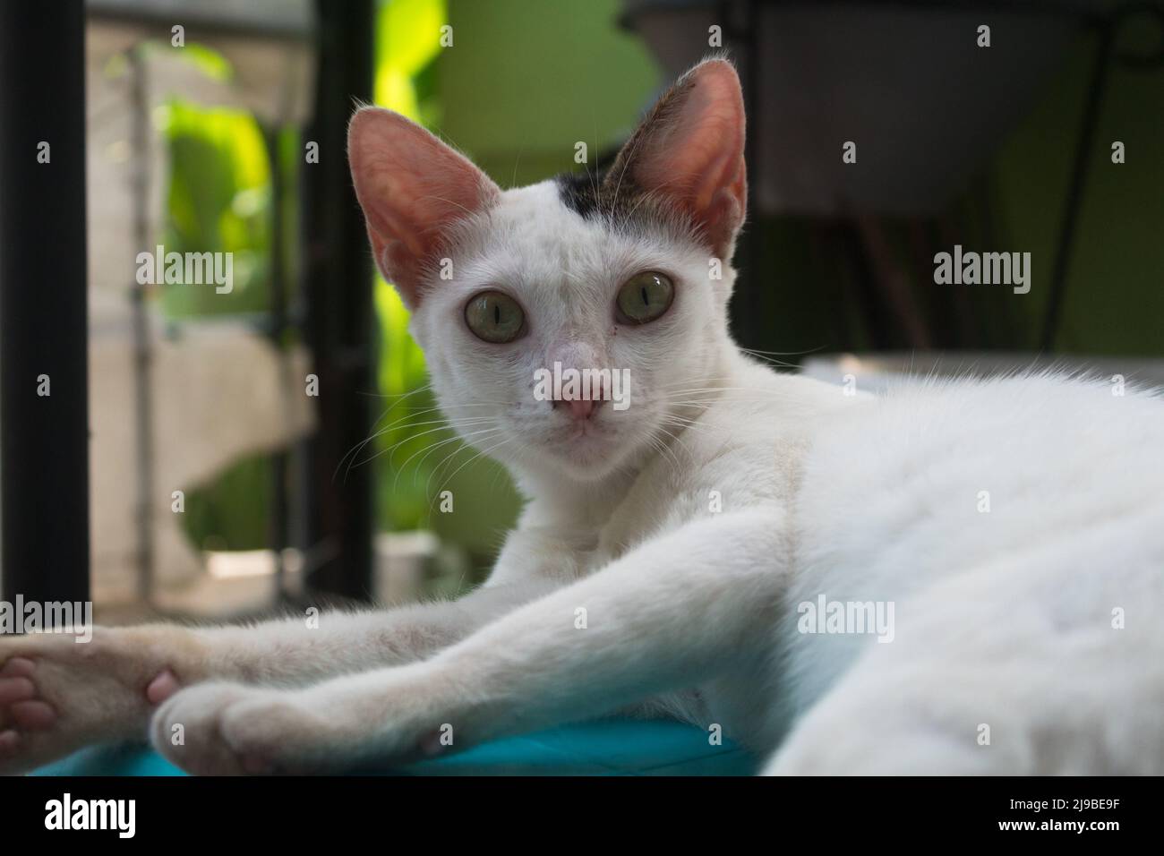 The cat is lying on the basin of litter box Stock Photo Alamy
