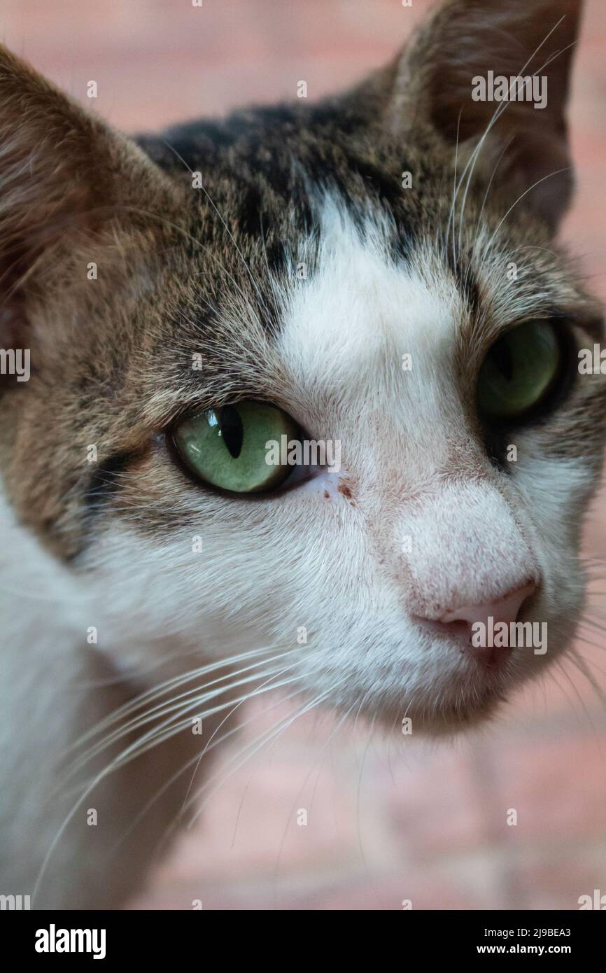 A domestic cat with a compassionate face Stock Photo