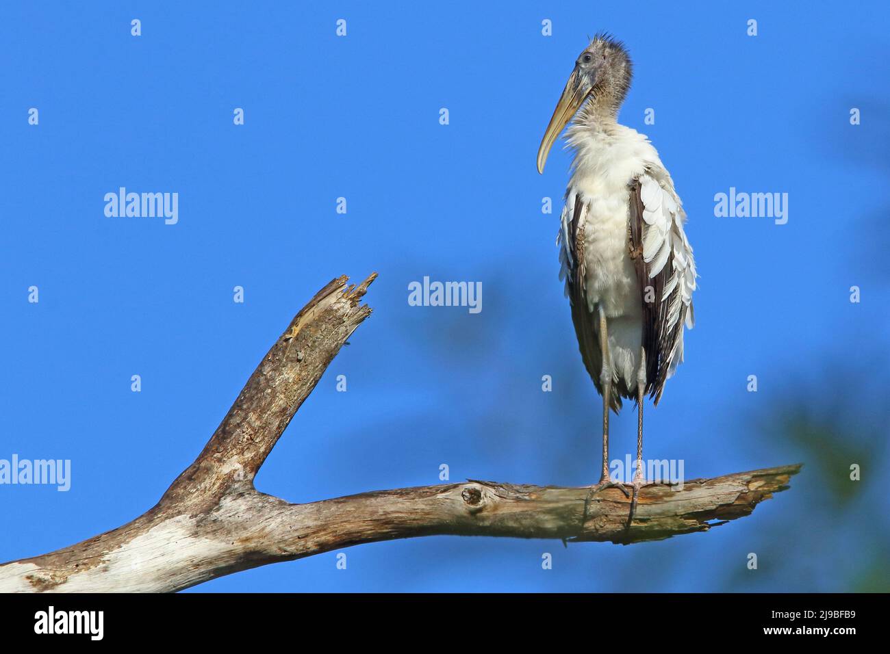 Wood stork perched on a branch at the top of a tree, with a blue sky background Stock Photo