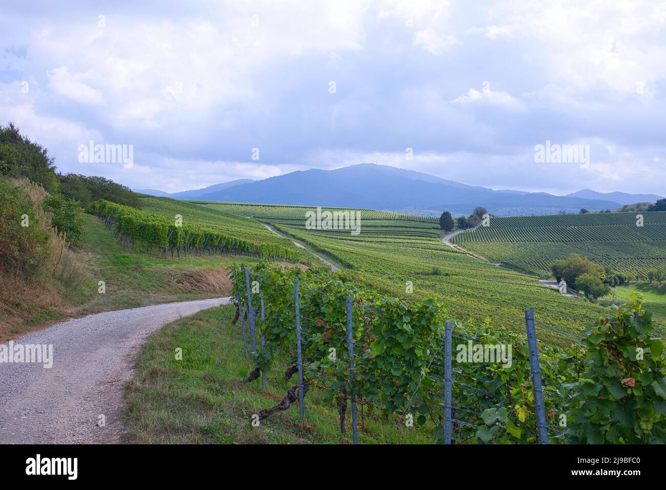 Vineyards near Auggen in the South German region. Stock Photo