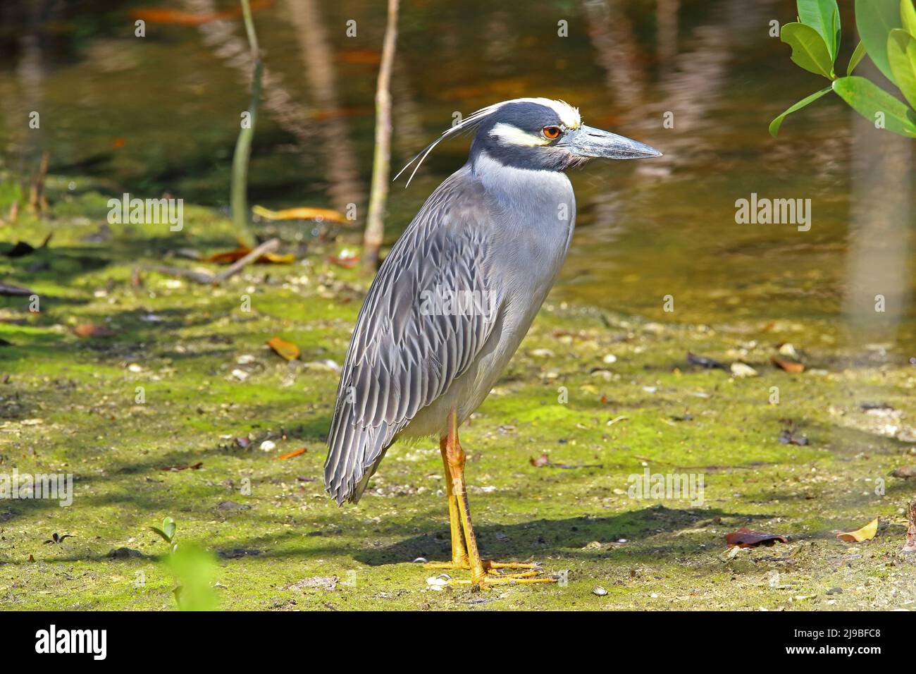 Yellow crowned night heron in the swamp Stock Photo