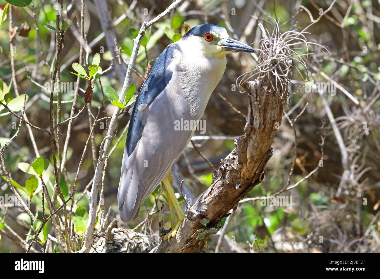 Black crowned night heron perched on a branch in the sunlight Stock Photo