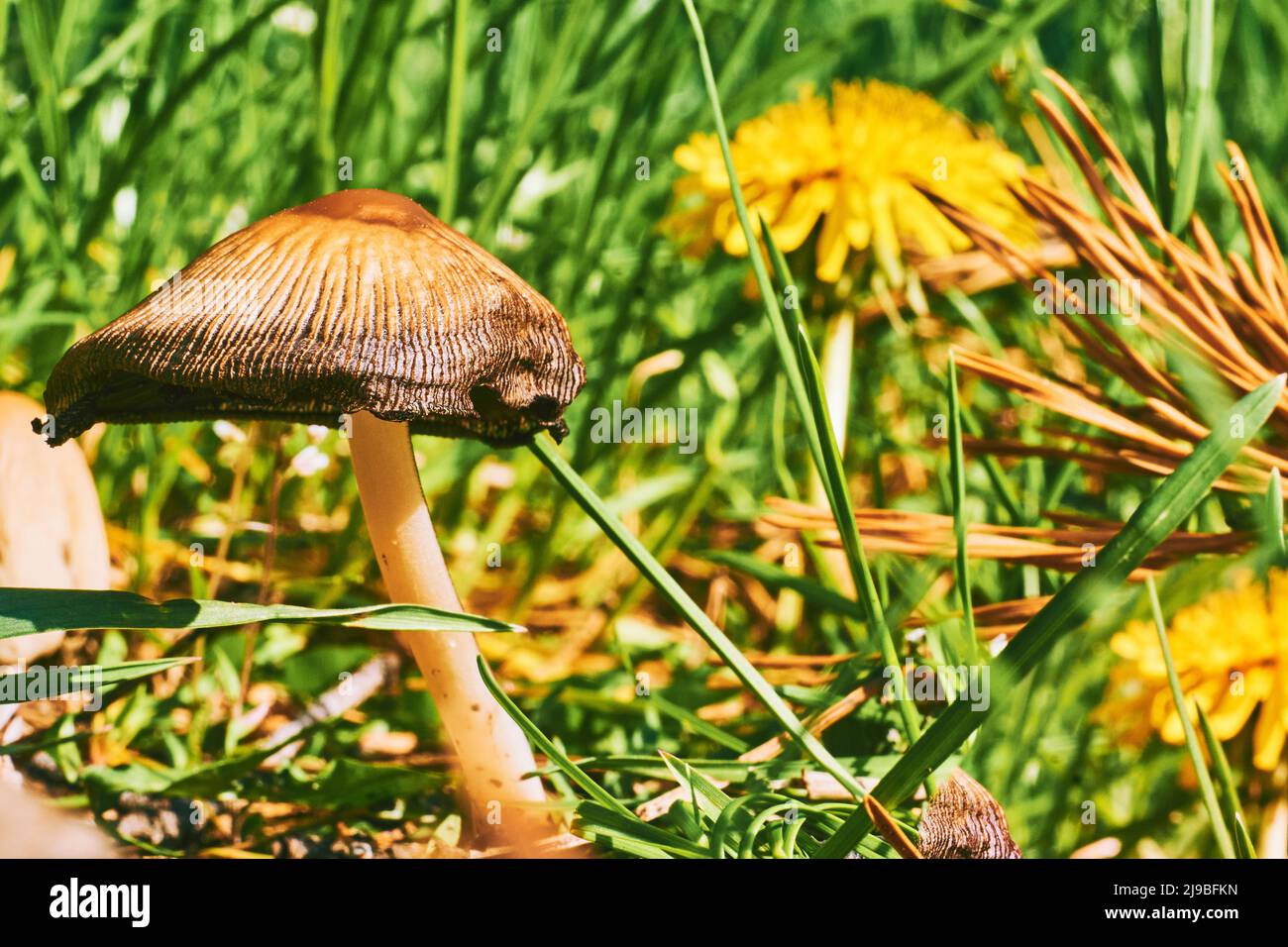 Red mushroom among green grass with dandelion on a sunny summer warm day Stock Photo