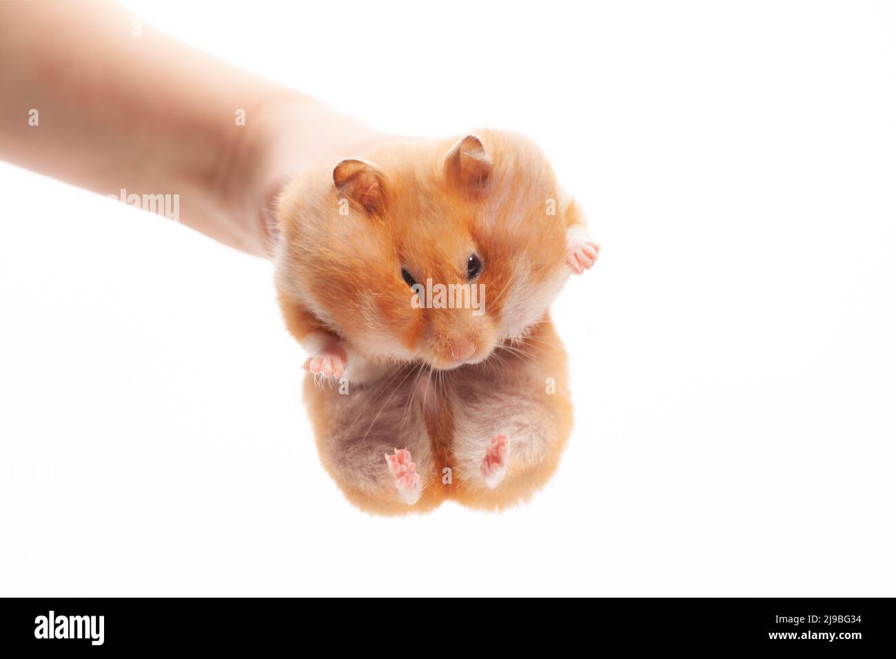 Funny syrian hamster pet in hand isolated on a white background Stock Photo  - Alamy