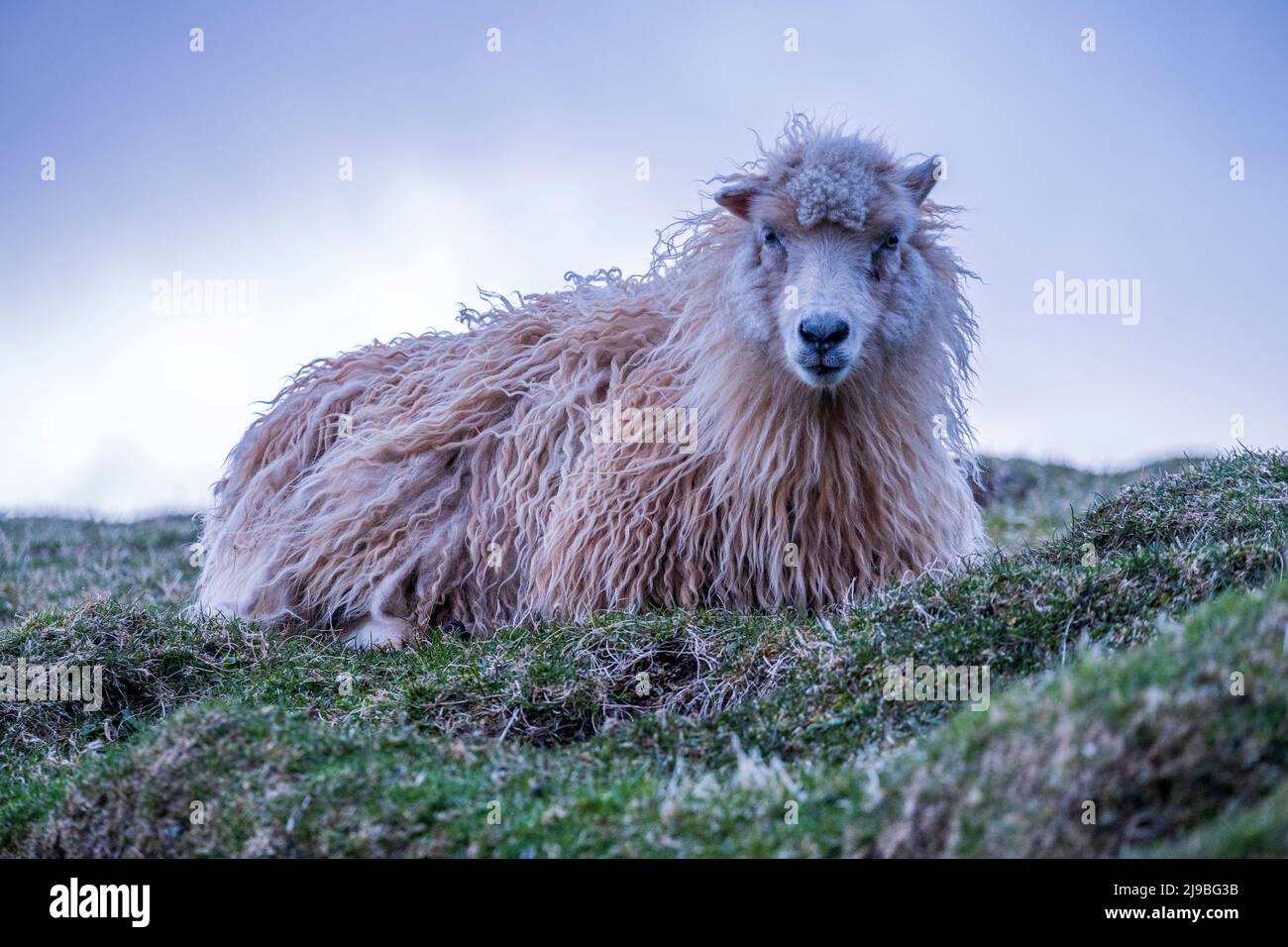 A woolly sheep resting on a blanket of green. Stock Photo
