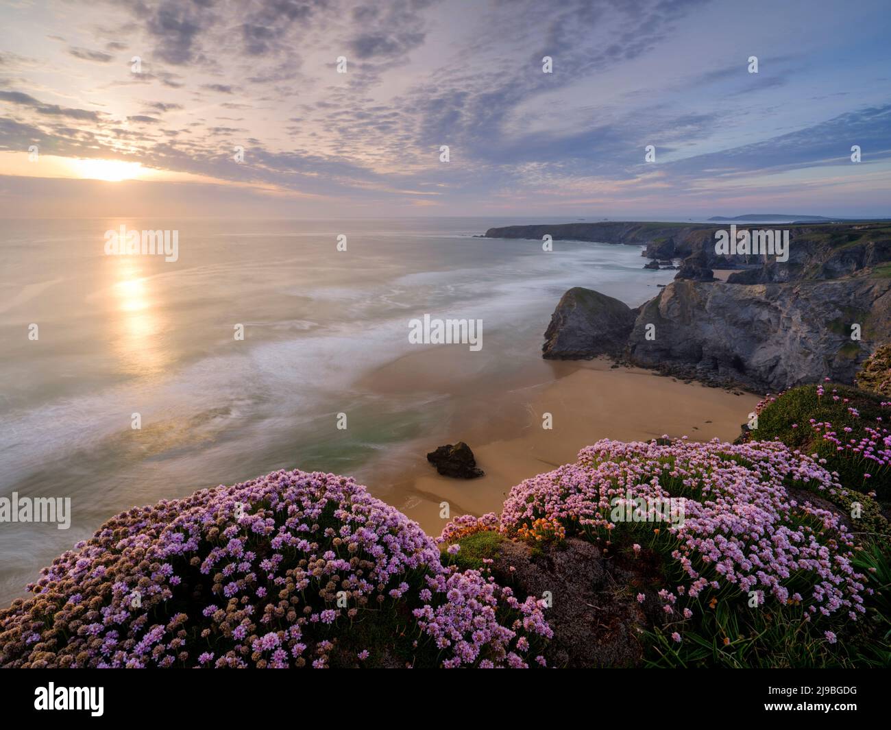 Thrift on the cliff top at Bedruthan Steps in Cornwall. Stock Photo