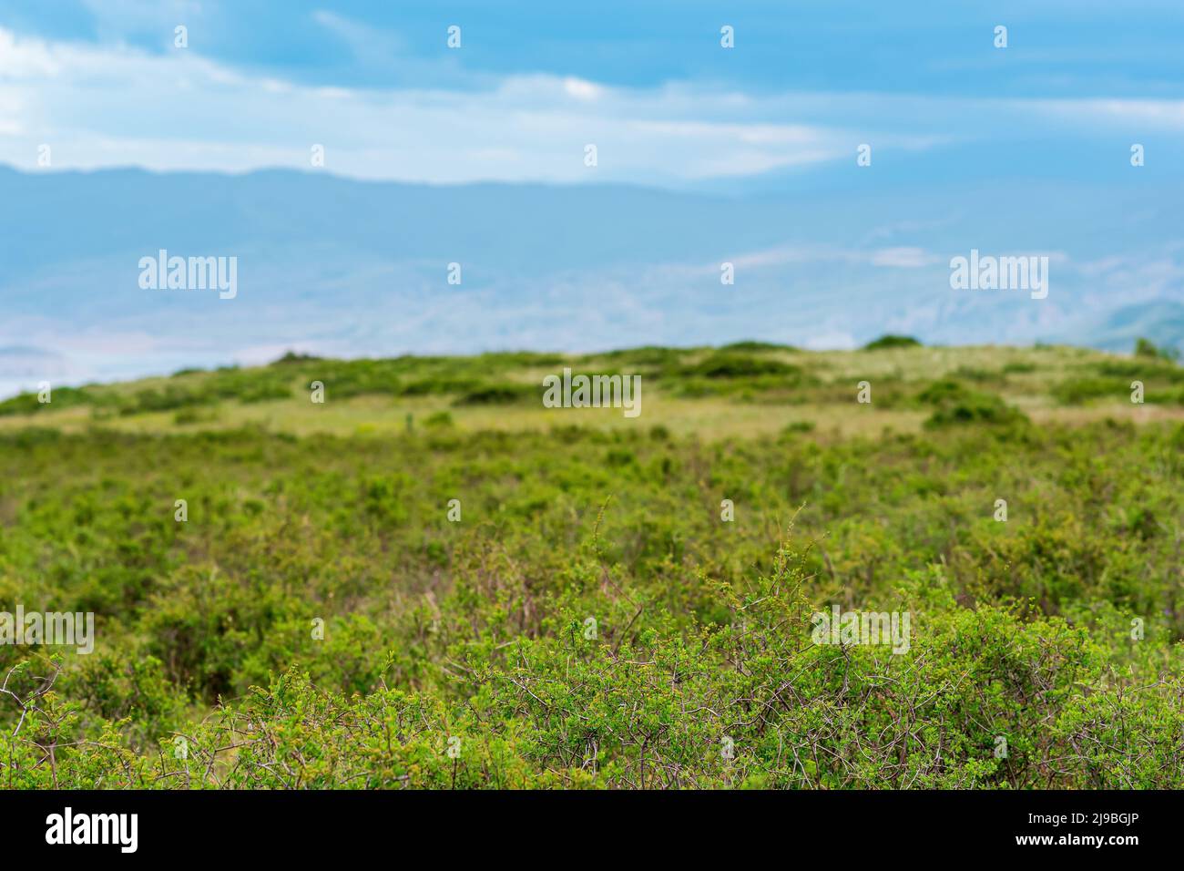 partially blurred landscape with spring mountain shrubland, focus on nearby vegetation Stock Photo