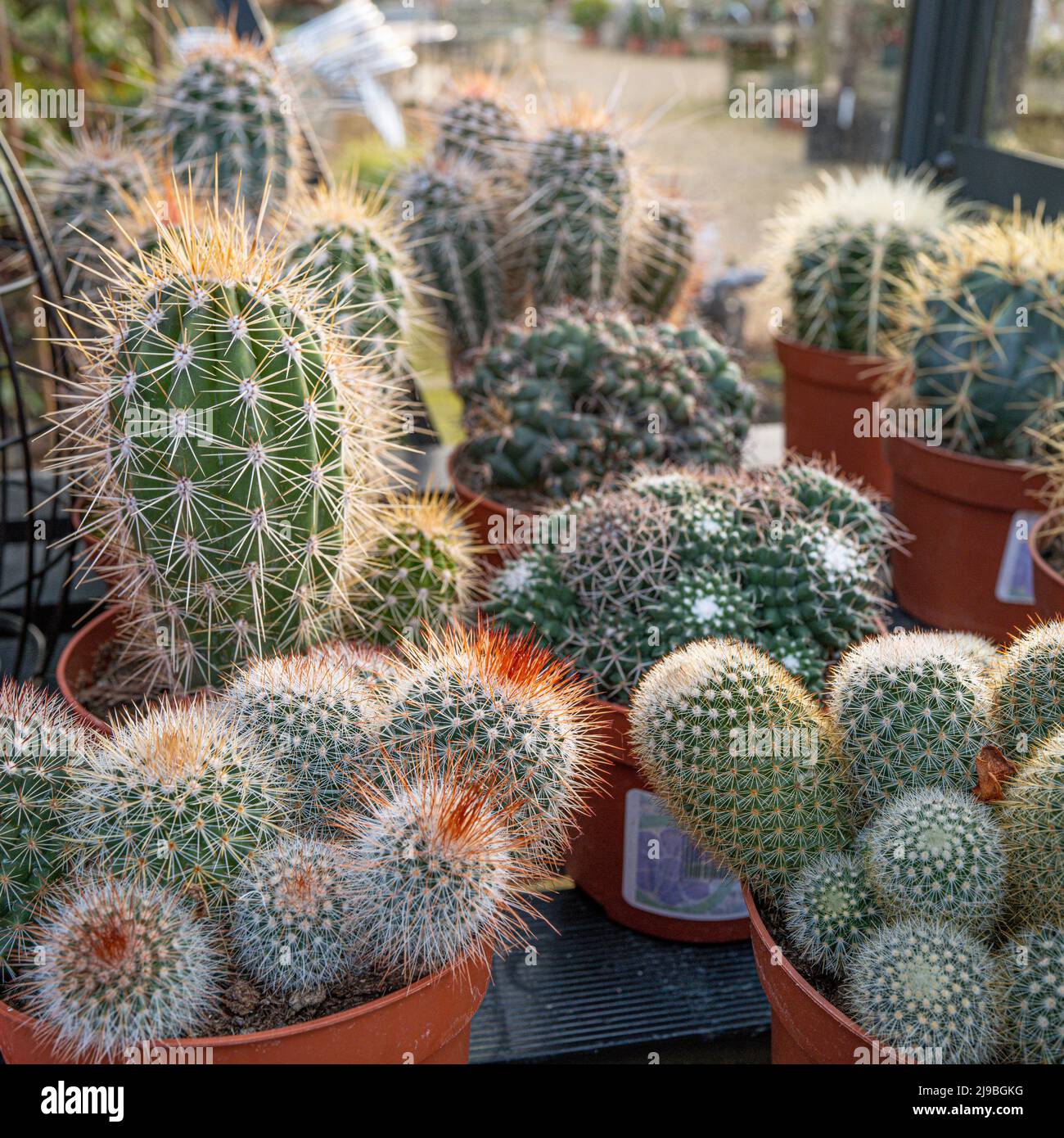 Assorted cacti in a greenhouse. Stock Photo