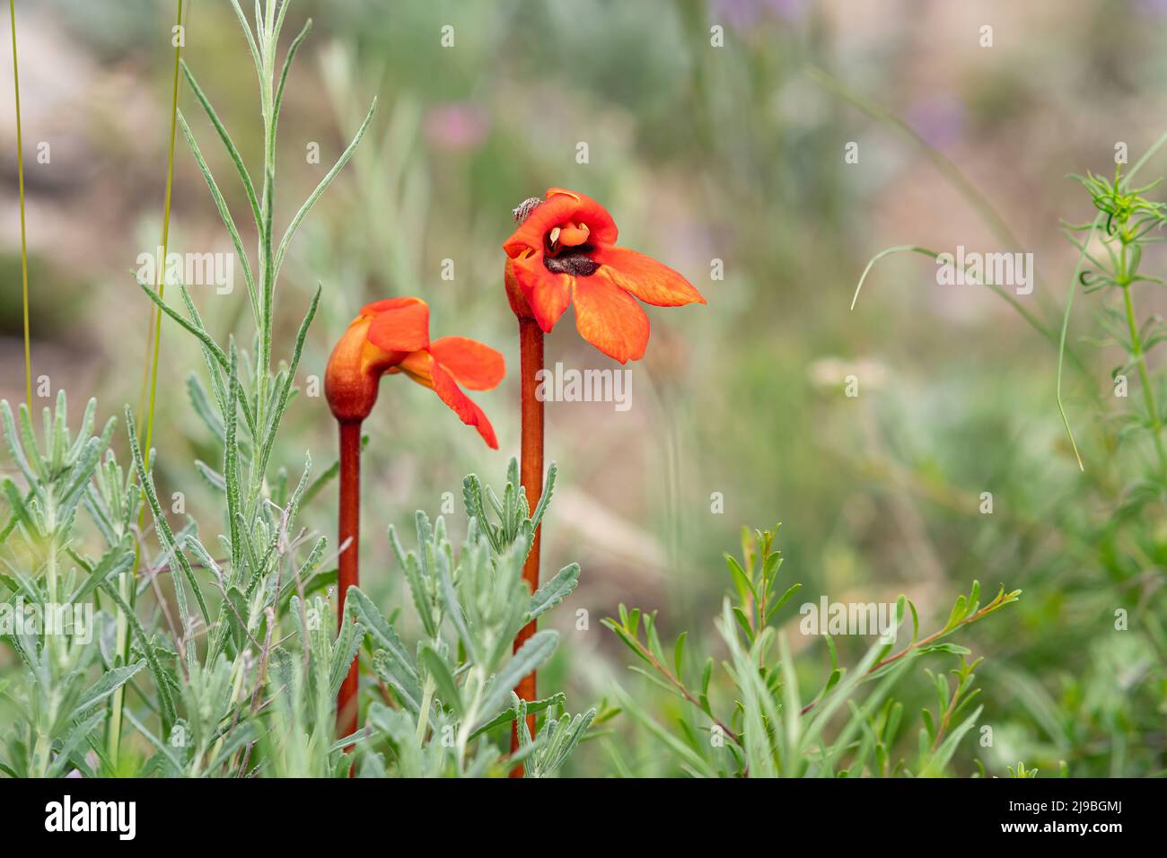 beautiful red flowers of Phelypaea with small jumping spider on a petal against blurred spring landscape Stock Photo