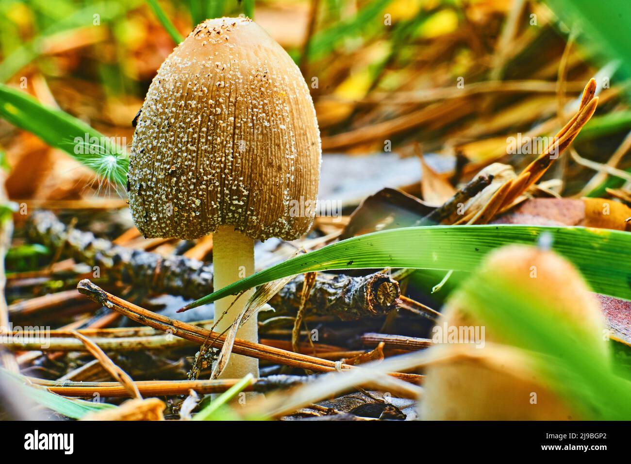 Ginger mushroom among green grass on a sunny summer warm day Stock Photo
