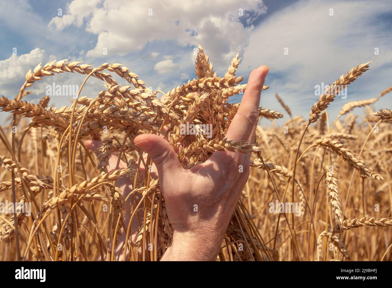 Close up farmers hands golden hi-res stock photography and images - Alamy