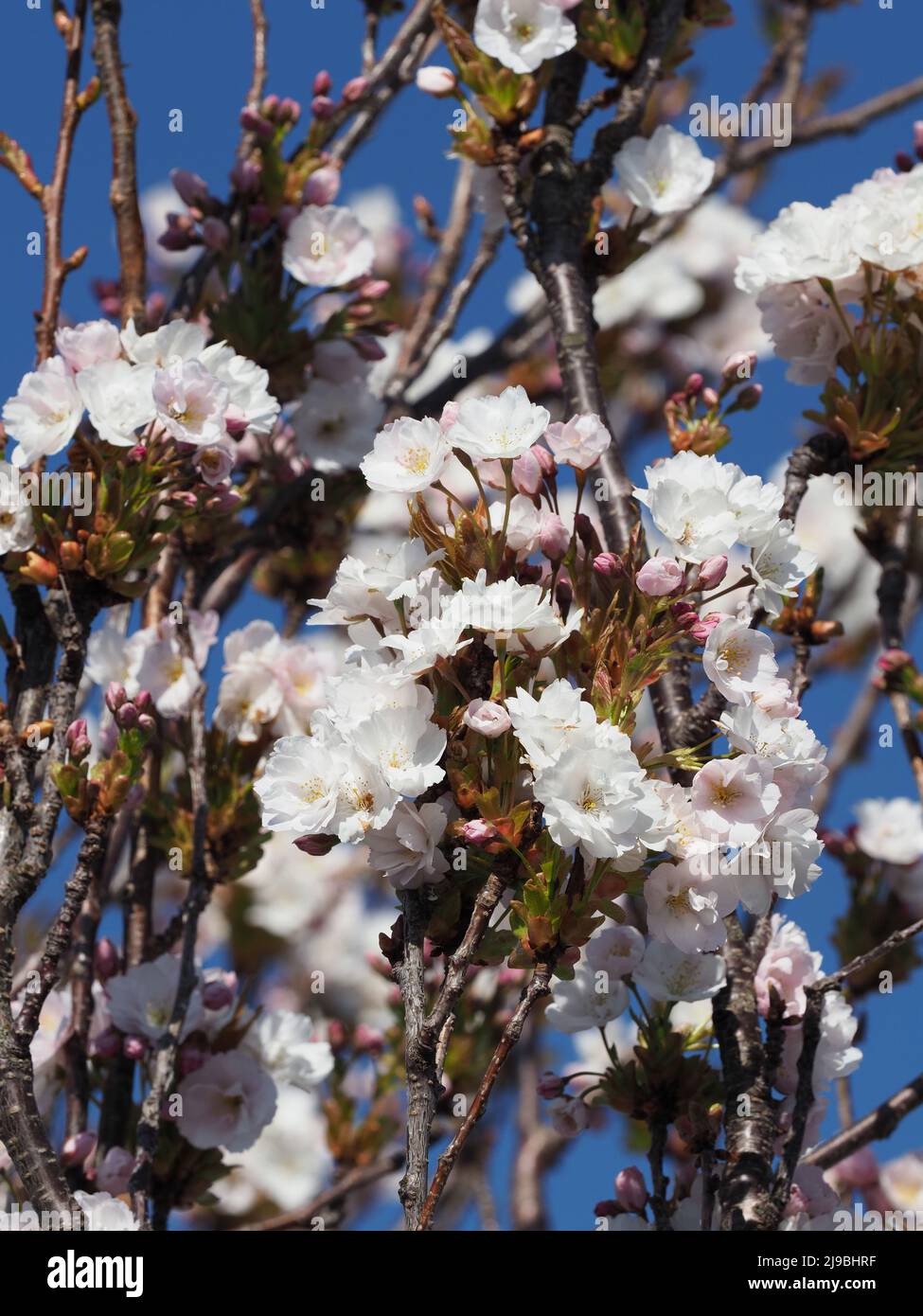 Close up of the pale pink & white blossom & buds on the branches of a mature Prunus Serrulata, Amanogawa, ornamental Japanese cherry tree. Stock Photo