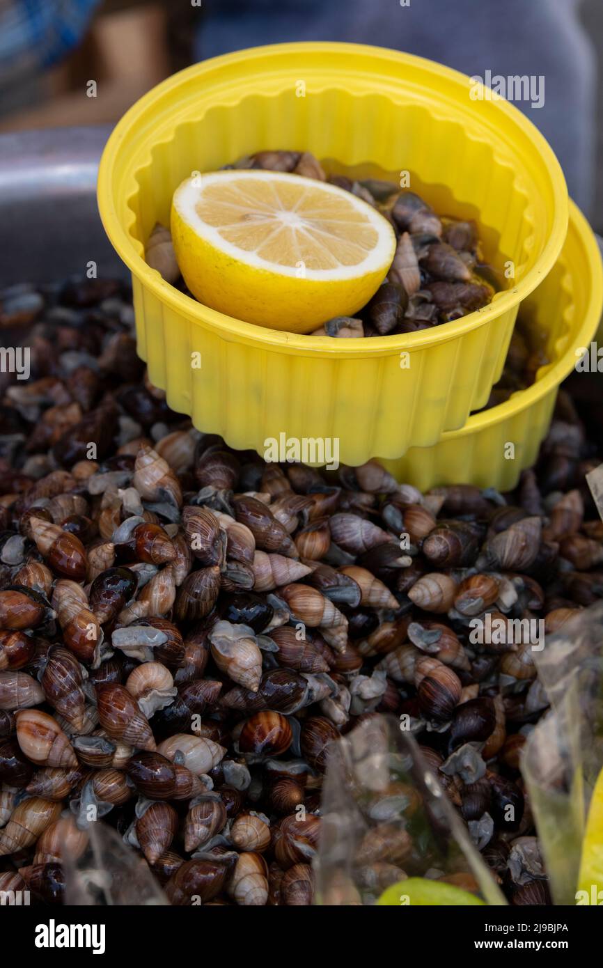 Snails south america hi-res stock photography and images - Alamy