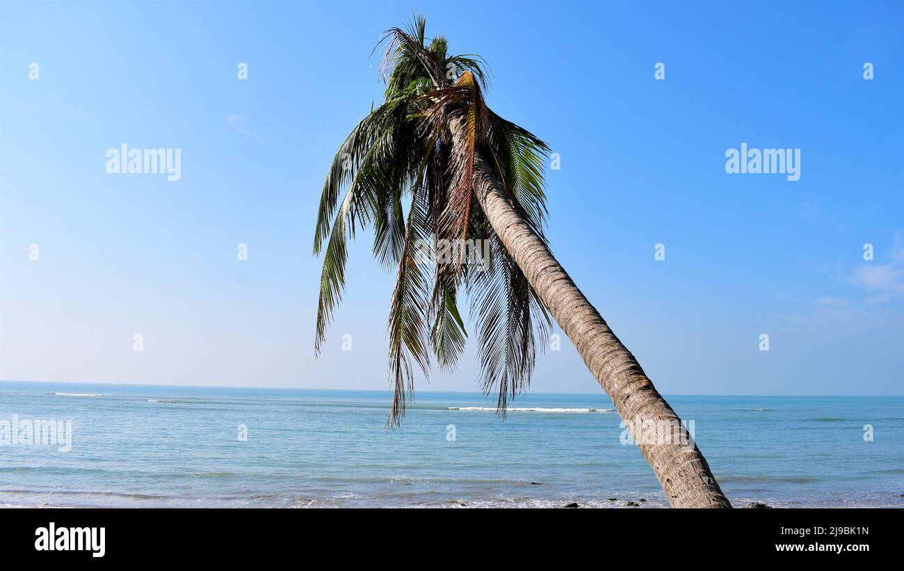 Palm tree on a sunny island of saint Martin's Bangladesh make an ideal destination for vacation HD Wallpaper Stock Photo