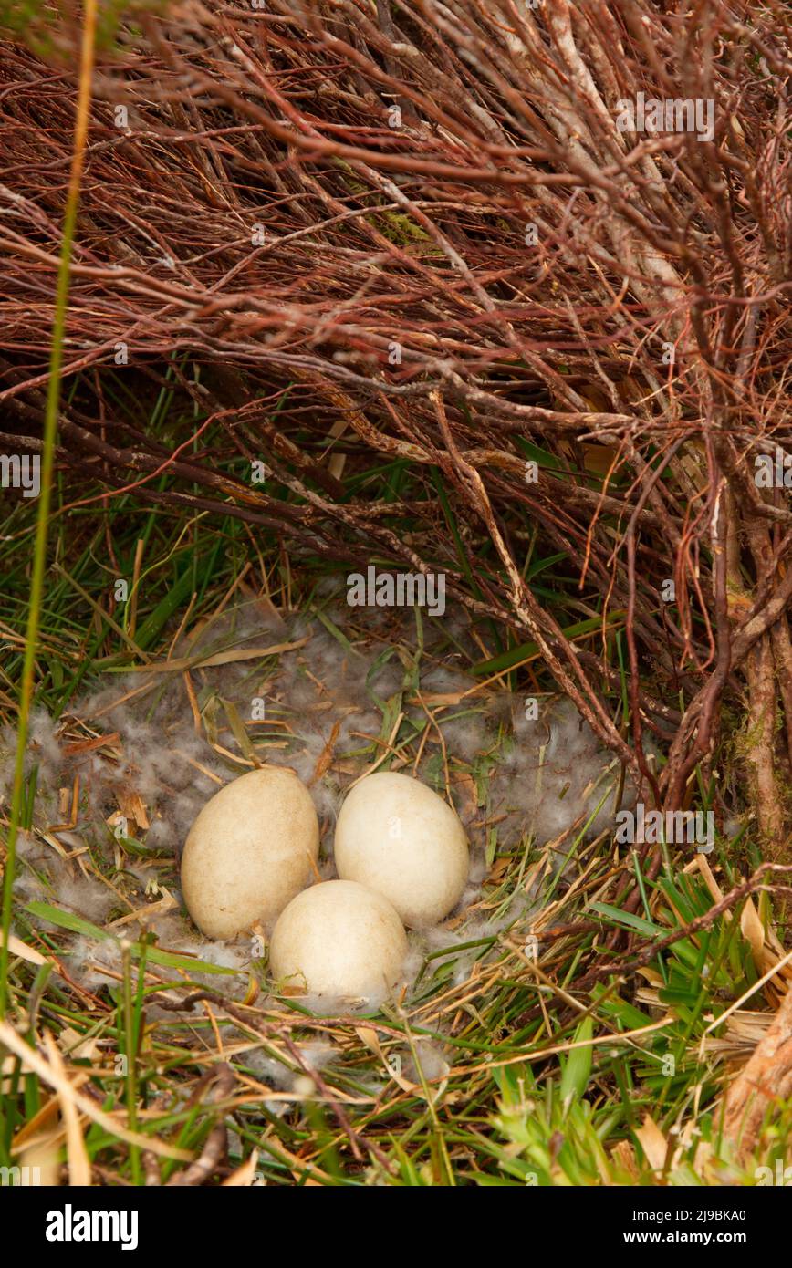 Greylag goose nest in open moorland, Orkney Isles Stock Photo