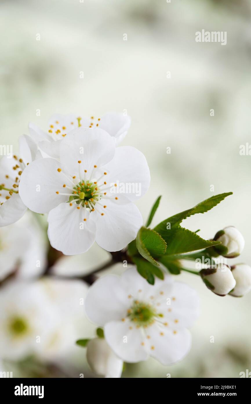 fruit tree blossom in springtime. tender white flowers bathing in sunlight. warm april weather. Blooming tree in spring, internet springtime banner. S Stock Photo
