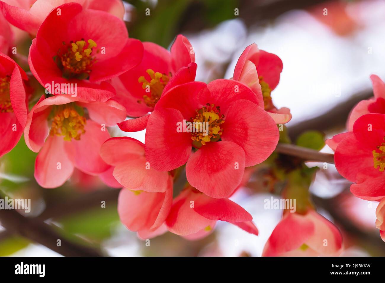 Bright red flowers of a Flowering quince, Chaenomeles speciosa, shrub. a thorny deciduous or semi-evergreen shrub also known as Japanese quince or Chi Stock Photo