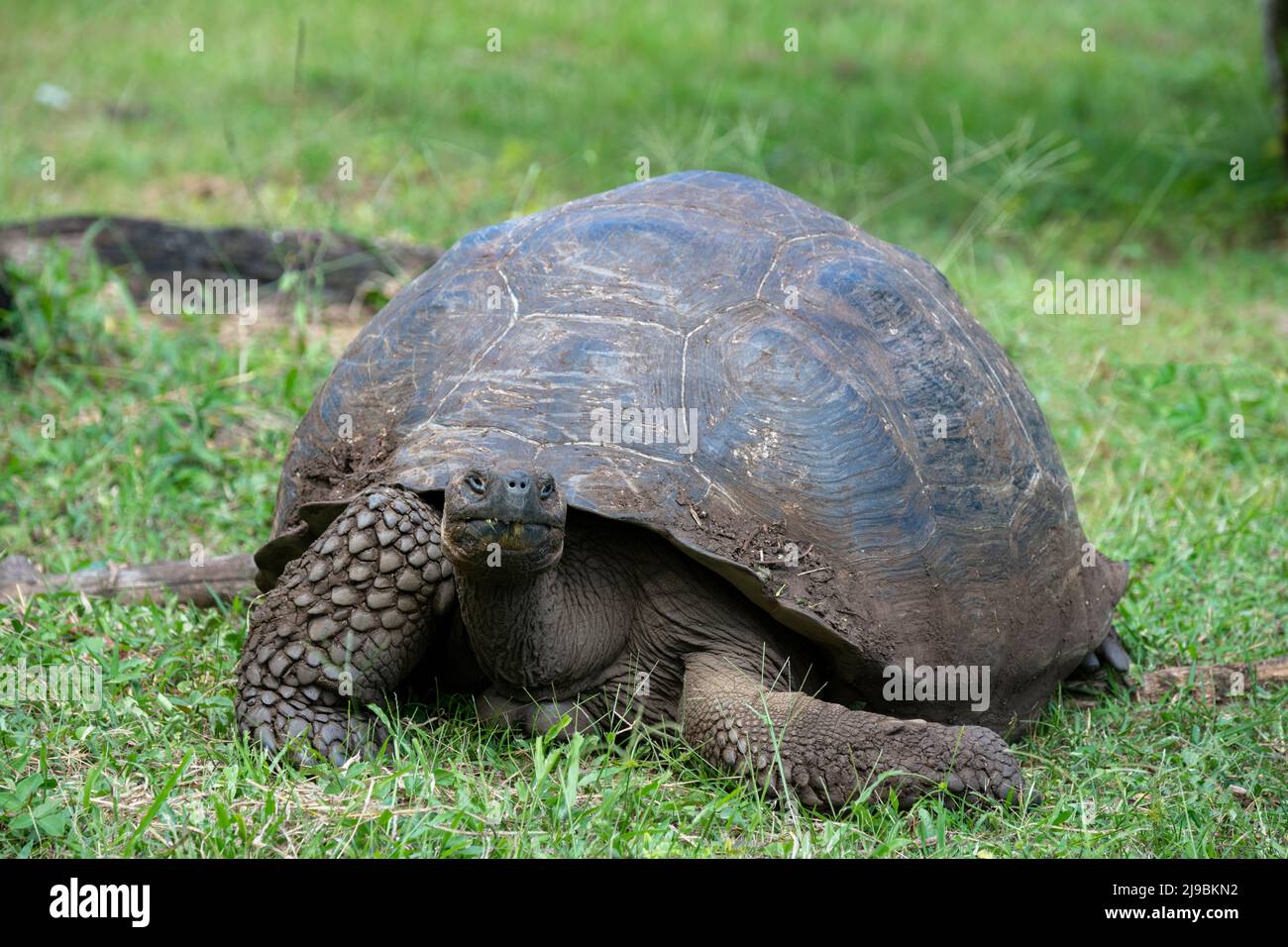 Ecuador, Galapagos, Santa Cruz Island, El Chato Ranch. Wild Galapagos Giant Tortoise (Geochelone nigrita) dome-shaped tortoises. Stock Photo