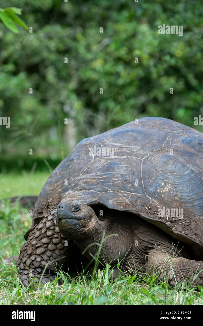 Ecuador, Galapagos, Santa Cruz Island, El Chato Ranch. Wild Galapagos ...