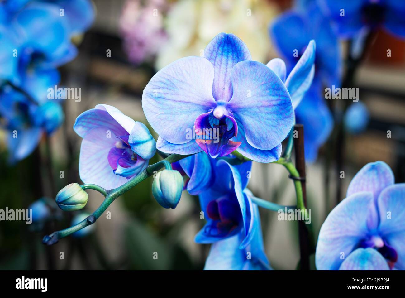 Group of beautiful blue Orchid Phalaenopsis flowers Stock Photo