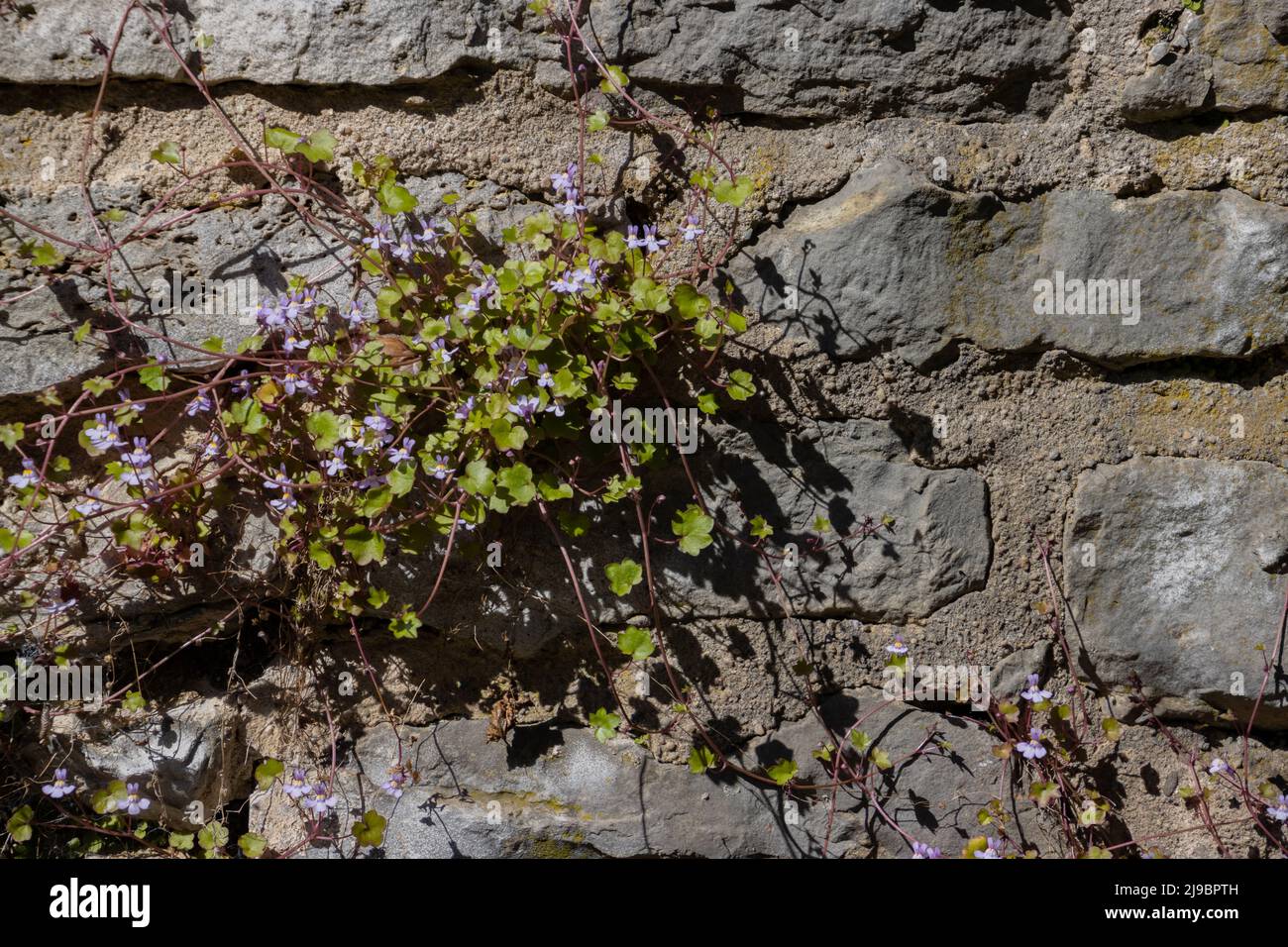Cymbalaria muralis growing on a natural stone wall, common names are also Coliseum Ivy, Pennywort, Kenilworth Ivy or Zimbelkraut Stock Photo