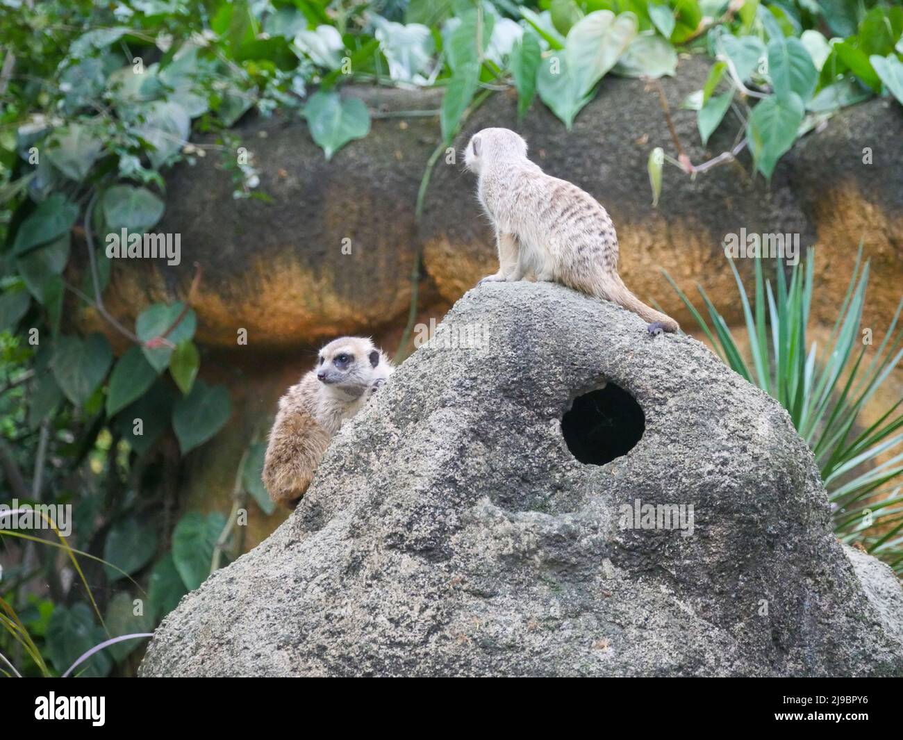 Meerkat (Suricata suricatta) or suricate is a small mongoose found in southern Africa. It is characterised by a broad head, large eyes, a pointed snou Stock Photo