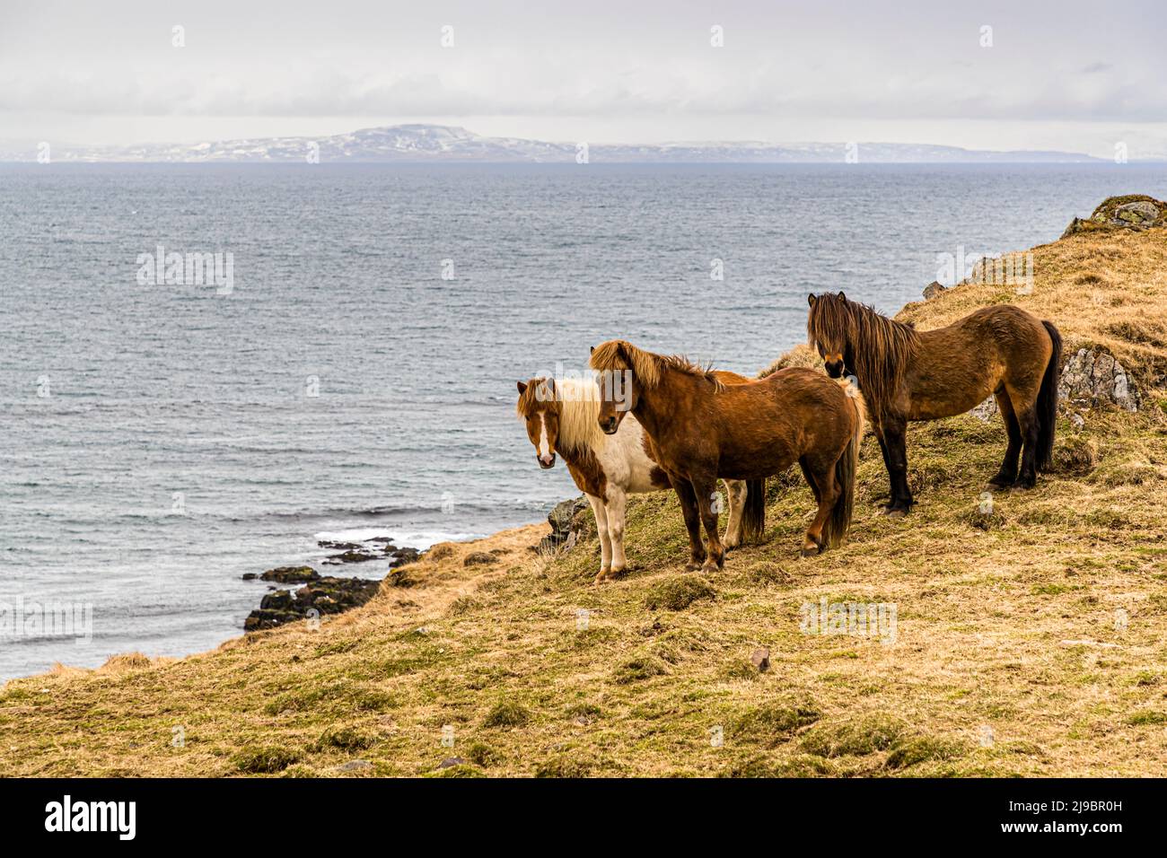 Icelandic ponies must be called horse in Iceland Stock Photo