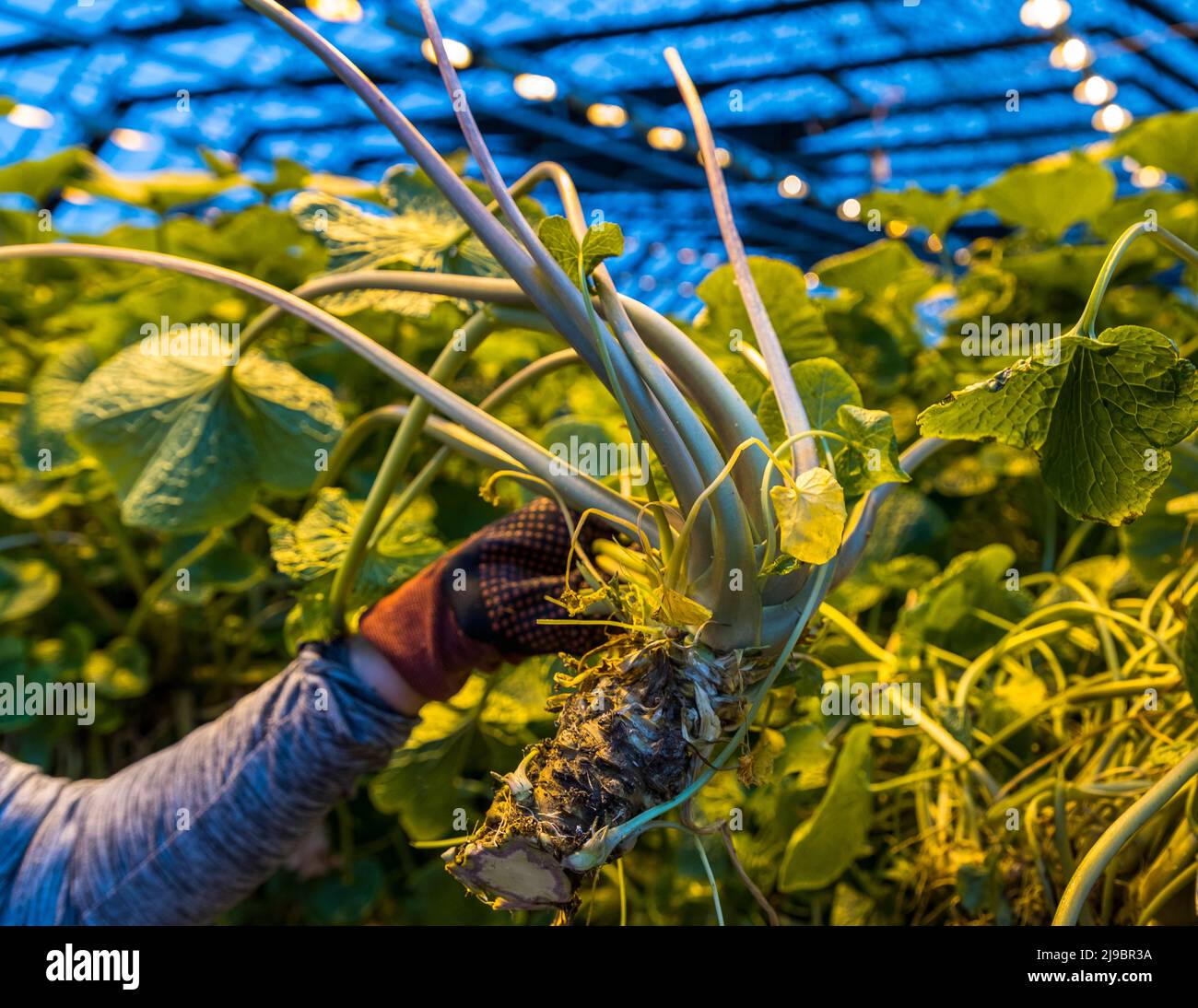 In the state-of-the-art wasabi greenhouse, much is automated. But harvesting, pruning and packaging are manual work Stock Photo