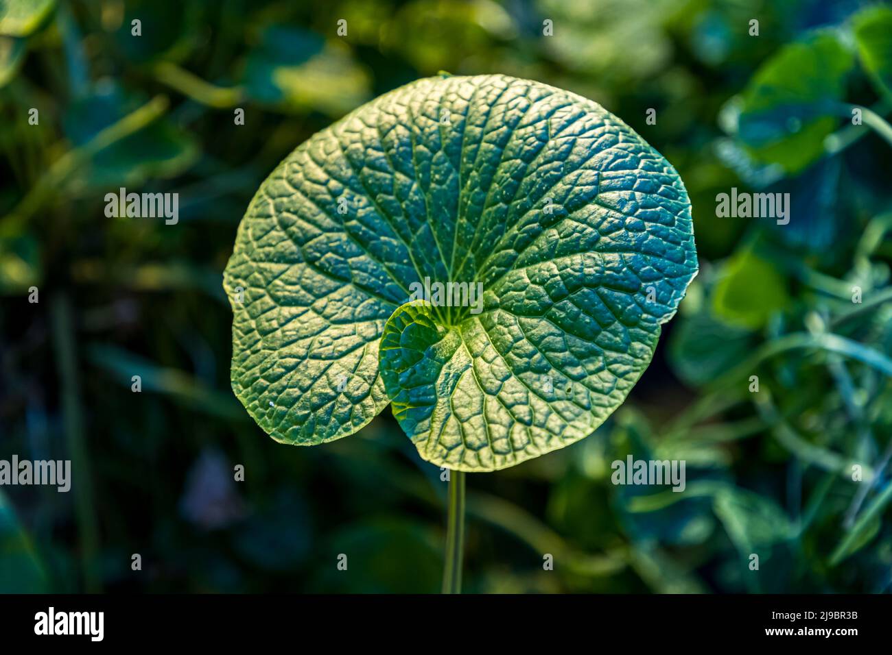 Leaf to root: Wasabi leaves and leaf stalks are also popular in the restaurant industry. They also have wasabi flavor and are suitable for pureeing and garnishing Stock Photo