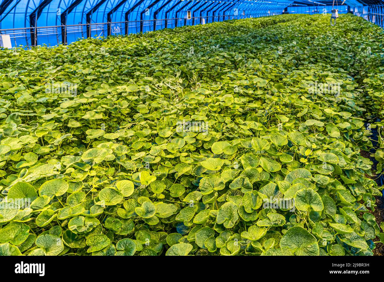 Wasabi as far as the eye can see. Nordic Wasabi's stateoftheart greenhouse is heated with