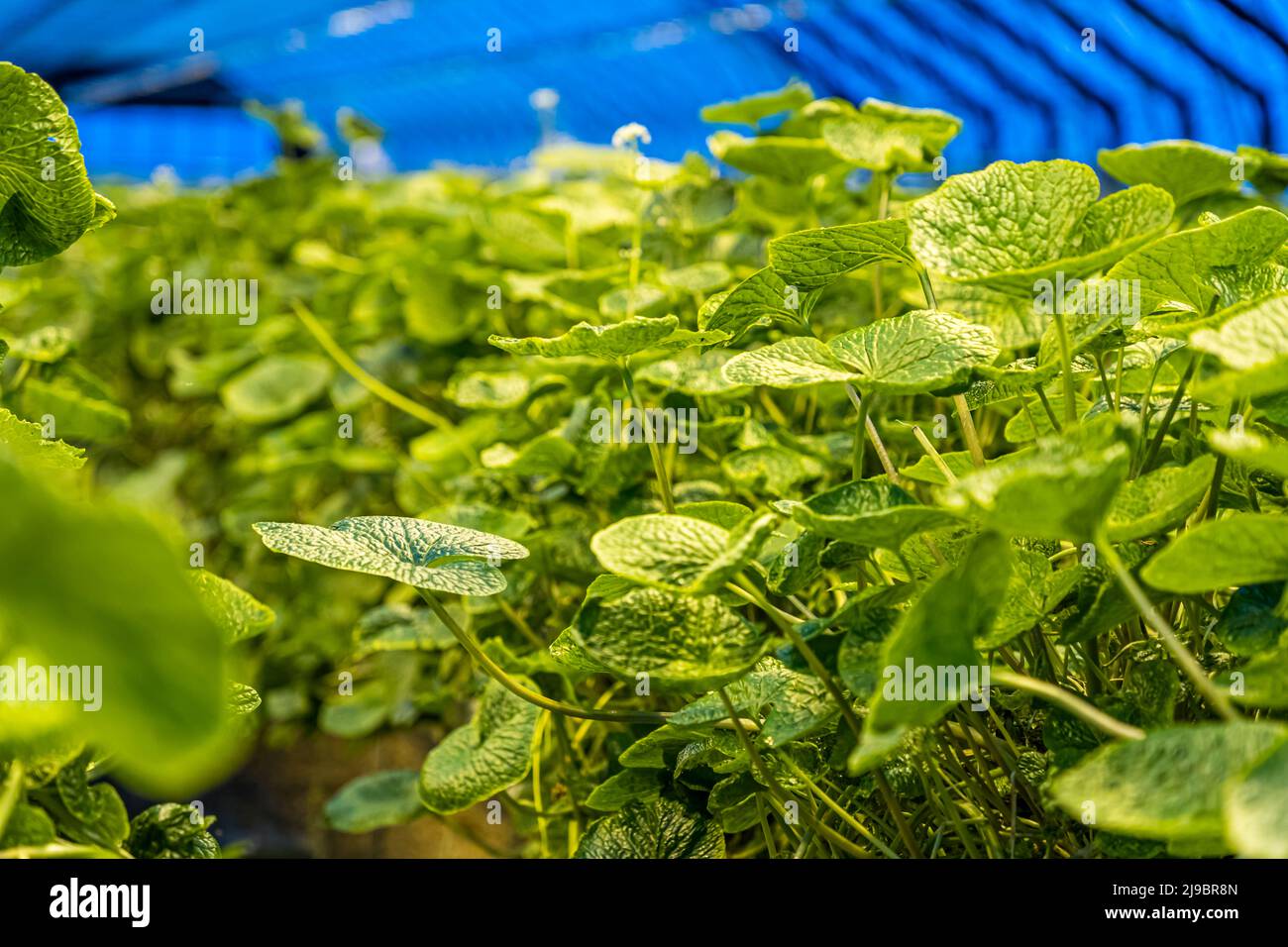 Wasabi as far as the eye can see. Nordic Wasabi's stateoftheart greenhouse is heated with